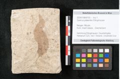 Foto (Objekt + Etikett) von Quercus palaeoilex Ettingshausen (NHMW-GEO-2024-0188-8100)